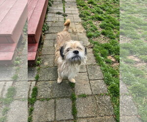 Marshmallow - Male Mutt Dog for Adoption - Photo #6