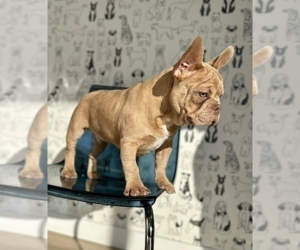 Medium Photo #6 French Bulldog Puppy For Sale in BELLAIRE, TX, USA