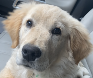 Golden Retriever Puppy for sale in MADISON, WI, USA