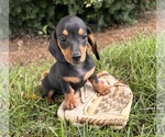 Small #1 Dachshund