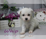 Small Photo #14 Maltese Puppy For Sale in CHANUTE, KS, USA