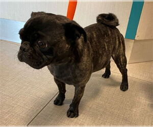 Pug Dogs for adoption in Rancho Cucamonga, CA, USA