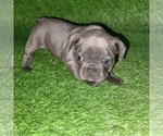 Small Photo #10 French Bulldog Puppy For Sale in HOFFMAN ESTATES, IL, USA