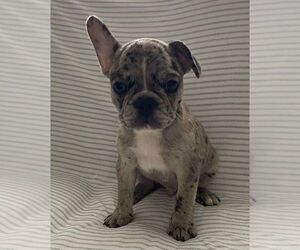 French Bulldog Puppy for sale in JOHNS ISLAND, SC, USA