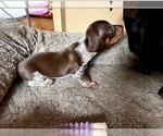 Puppy Puppy 1 Dachshund