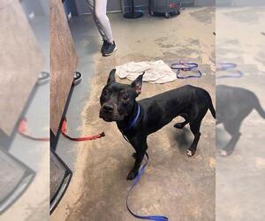 American Staffordshire Terrier Dogs for adoption in Tallahassee, FL, USA