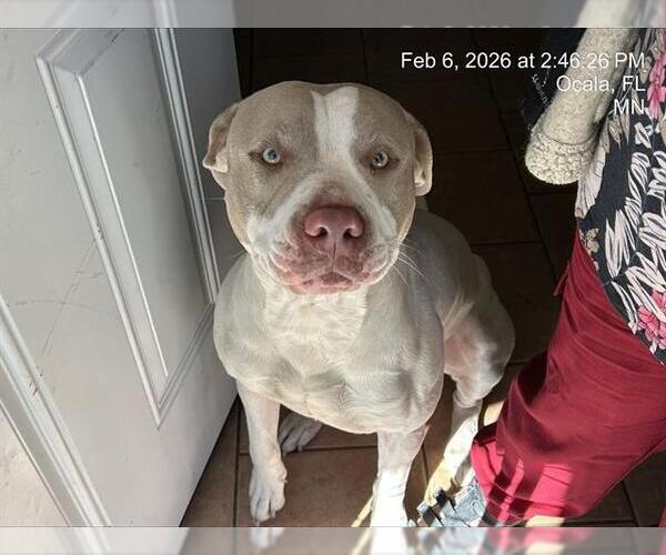 Medium Photo #1 American Pit Bull Terrier Puppy For Sale in Ocala, FL, USA