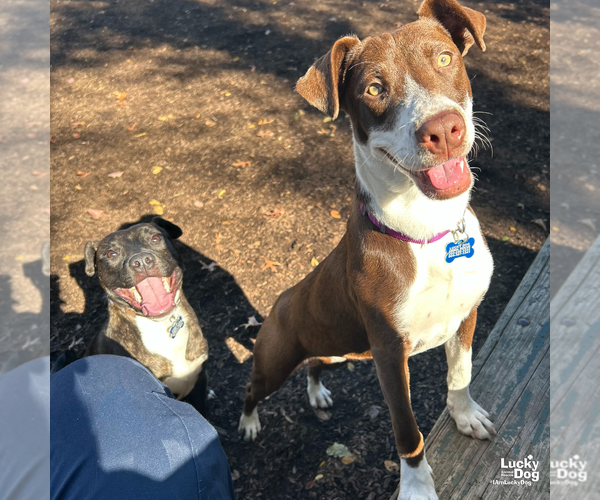 Medium Photo #8 Labrador Retriever-Unknown Mix Puppy For Sale in Washington, DC, USA