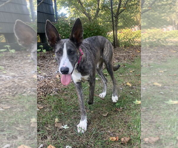 Medium Photo #9 Catahoula Leopard Dog-German Shepherd Dog Mix Puppy For Sale in Alexander, AR, USA