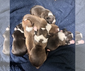 Boston Terrier Puppy for Sale in JACKSONVILLE, North Carolina USA