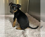 Small #1 Chihuahua Mix