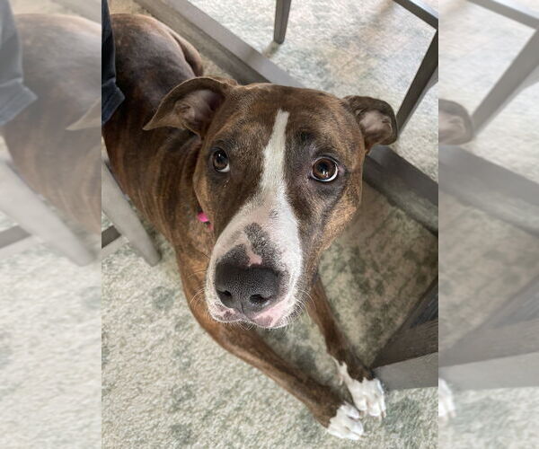 Medium Photo #56 American Pit Bull Terrier-Unknown Mix Puppy For Sale in Boston, MA, USA