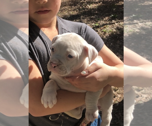 Medium Photo #12 Alapaha Blue Blood Bulldog Puppy For Sale in ALBANY, GA, USA