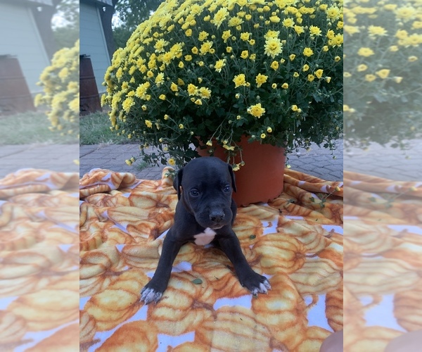 Medium Photo #6 Great Dane Puppy For Sale in GLENWOOD, IA, USA