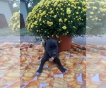 Small Photo #6 Great Dane Puppy For Sale in GLENWOOD, IA, USA