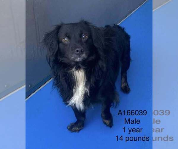 Medium Photo #1 Dachshund-Unknown Mix Puppy For Sale in Calgary, Alberta, Canada