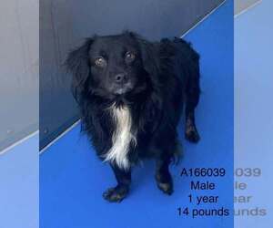 Dachshund-Unknown Mix Dogs for adoption in Calgary, Alberta, Canada