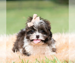 Small #5 Shih Tzu