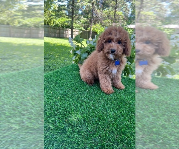 Medium Photo #1 Goldendoodle (Miniature) Puppy For Sale in INDIANAPOLIS, IN, USA