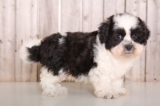 Zuchon Puppy for sale in MOUNT VERNON, OH, USA