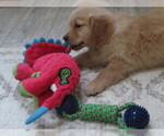 Small #8 Golden Retriever