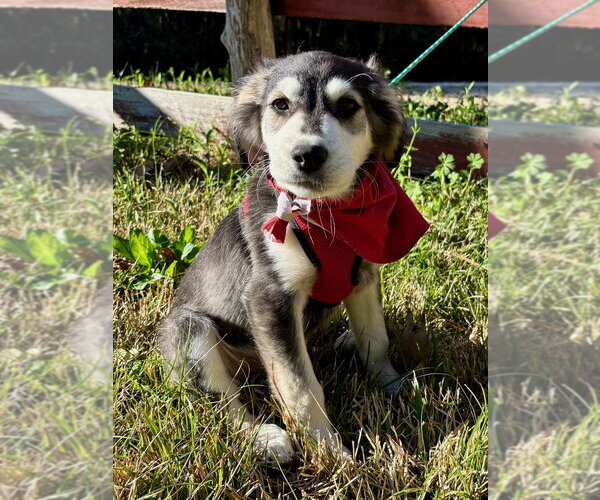 Medium Photo #5 Labrenees Puppy For Sale in Oak Bluffs, MA, USA