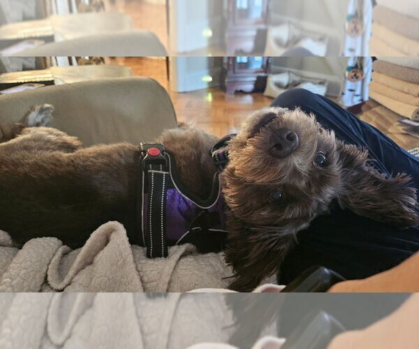 Medium Photo #4 Mutt Puppy For Sale in New York, NY, USA