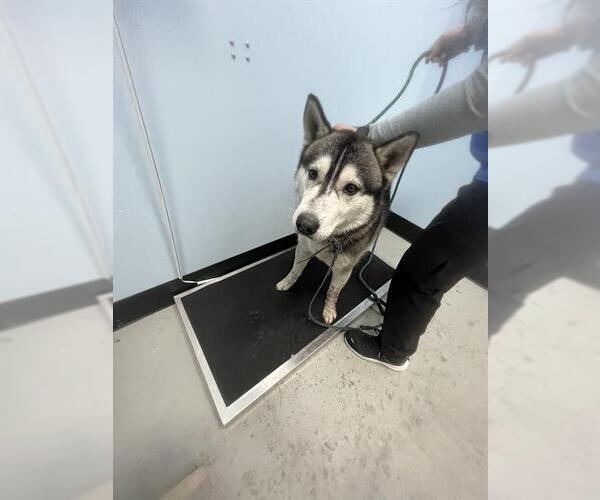 Medium Photo #1 Siberian Husky Puppy For Sale in Palmetto, FL, USA