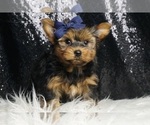 Small #1 Yorkshire Terrier