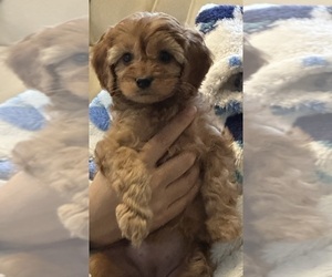 Cavapoo Puppy for sale in REHOBOTH, MA, USA