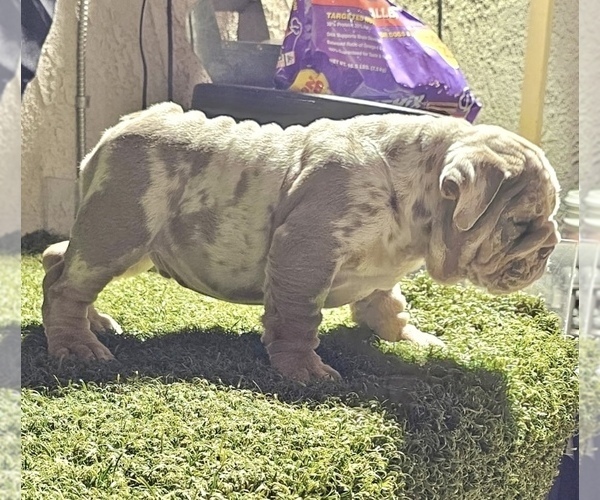 Medium Photo #4 English Bulldog Puppy For Sale in NEWPORT BEACH, CA, USA