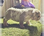 Small #3 English Bulldog