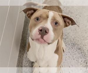 BUBBA - Male Mutt Dog for Adoption - Photo #2