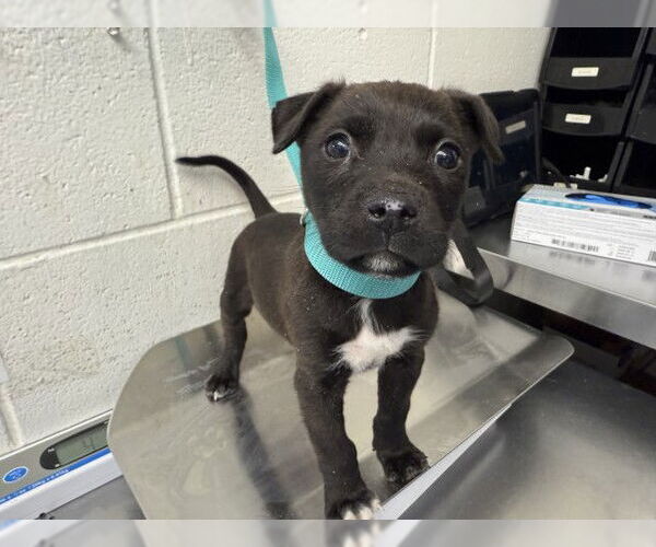 Medium Photo #1 Mutt Puppy For Sale in San Bernardino, CA, USA