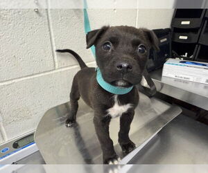 Mutt Dogs for adoption in San Bernardino, CA, USA