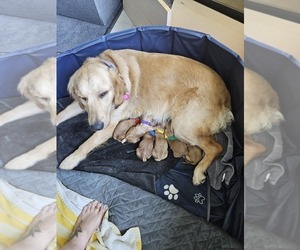 Mother of the Golden Retriever puppies born on 06/16/2025