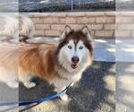 Small Siberian Husky