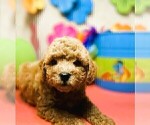 Small #5 ShihPoo