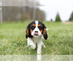 Small Photo #17 Cavalier King Charles Spaniel Puppy For Sale in WARSAW, IN, USA