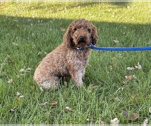 Father of the Goldendoodle (Miniature) puppies born on 08/18/2025