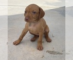 Small Photo #19 Vizsla Puppy For Sale in BAKERSFIELD, CA, USA