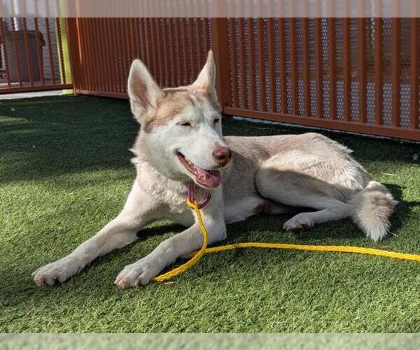 Medium Photo #2 Siberian Husky-Unknown Mix Puppy For Sale in Las Vegas, NV, USA