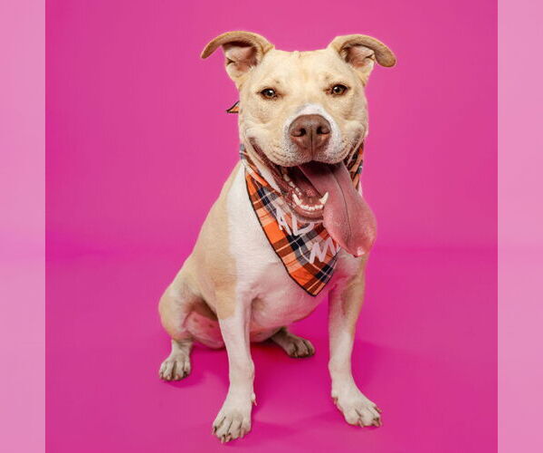 Medium Photo #4 American Pit Bull Terrier-Unknown Mix Puppy For Sale in Fargo, ND, USA