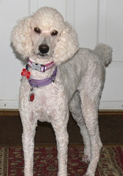 Medium Photo #1 Poodle (Standard) Puppy For Sale in WINDSOR, CT, USA