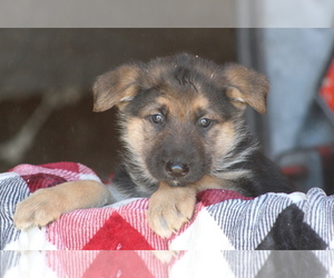 Medium German Shepherd Dog