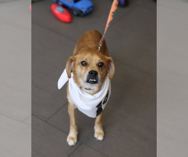 Medium Photo #1 Puggle Puppy For Sale in Oakhurst, NJ, USA