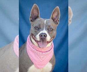 REGINA - Female Mutt Dog for Adoption - Photo #4