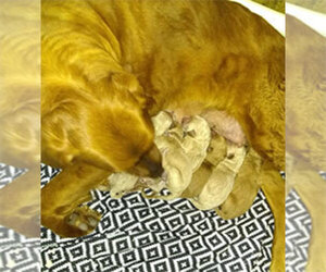 Mother of the Goldendoodle puppies born on 05/30/2020