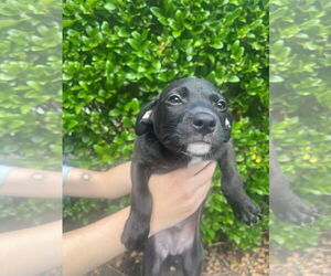 Mutt Dogs for adoption in Hilton Head, SC, USA