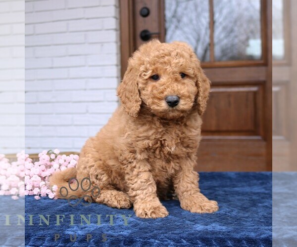 Medium Photo #1 Goldendoodle (Miniature) Puppy For Sale in NARVON, PA, USA
